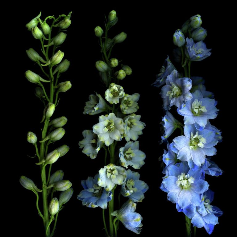 July Birth Flower Larkspur - JAdore Les Fleurs Boutique