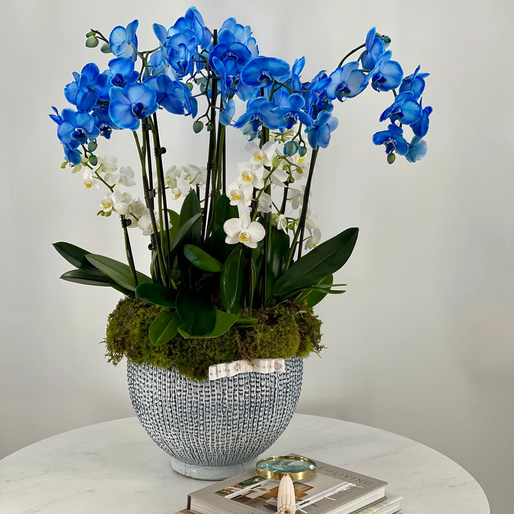 JLF Blue Orchids